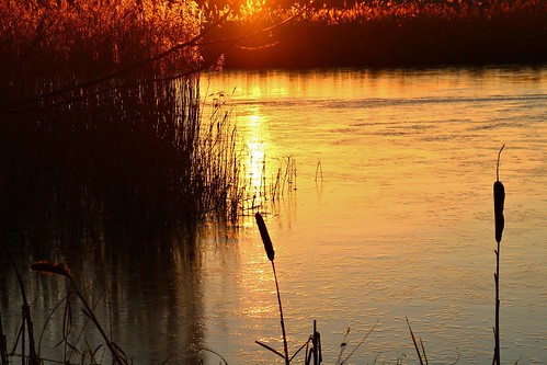 europe england cheshire lake nature beauty sunlight simplysuperb sunset bullrush flash wonderful greatphotographers
