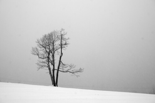snow snowstorm northcarolina tree monochrome landscape
