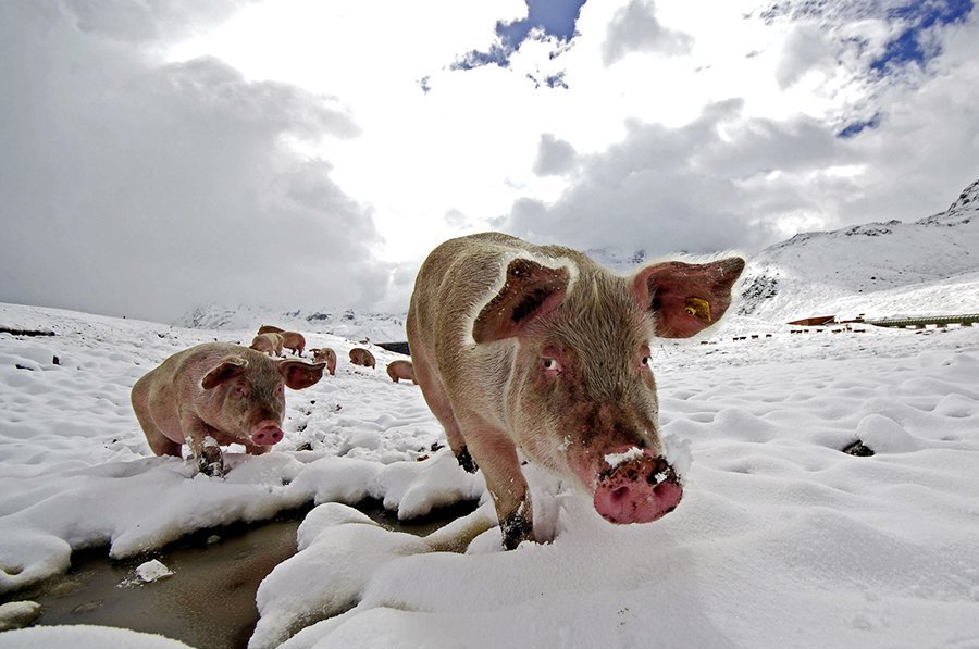 Pigs make their way through a snowy landscape near the Alpine village of Schruns in the western Austrian province of Vorarlberg, 2006