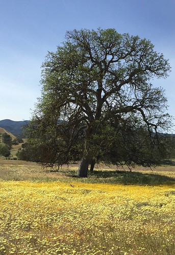 big oak field yellow flowers