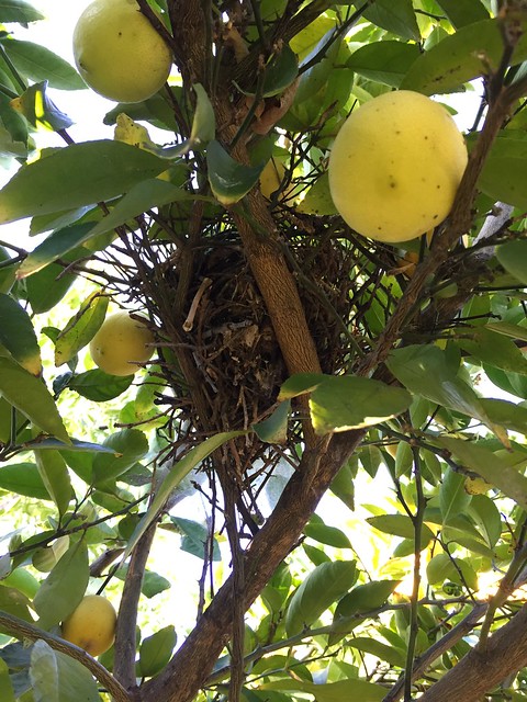 Bird nest in the lemon tree