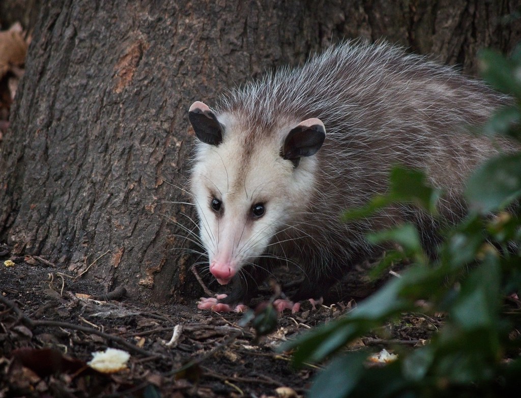 Opossum