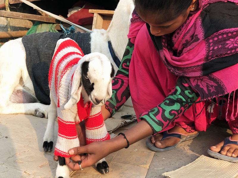 City Life - Chhotu's First Winter, Central Delhi