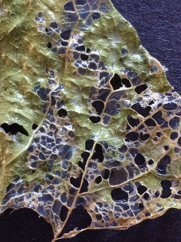 Skeleton leaves preserved with PVA glue