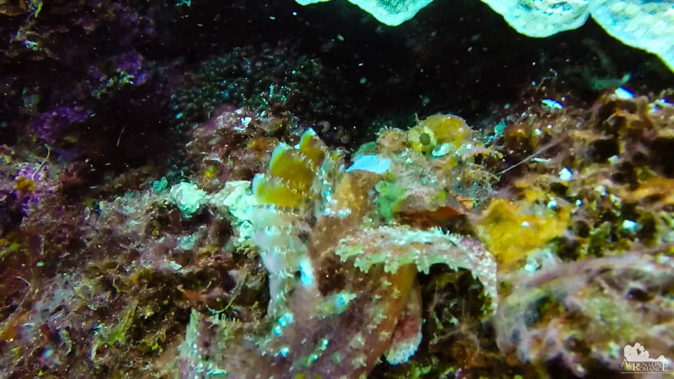 camouflaged_scorpionfish