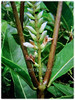 Acanthus ebracteatus (Sea Holly, Holly Mangrove, Holly-leaved Mangrove, Jejeru Hitam in Malay)