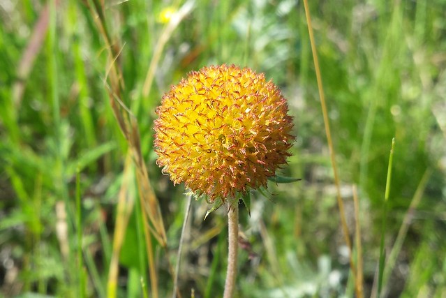 one stem with a yellow globe with red highlights - a blanket flower without its petals