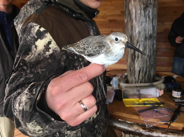 Figure 7. One of the Dunlin captured (and later released) as part of the technical component of the workshop program. Photograph © Jonathan Slaght, WCS.
