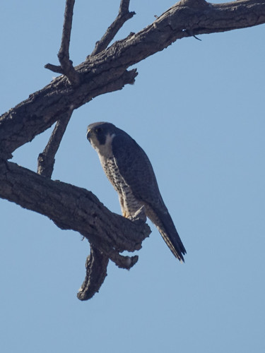 Peregrine Falcon