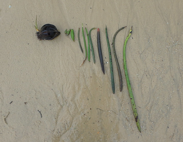 Various mangrove seedlings washed ashore