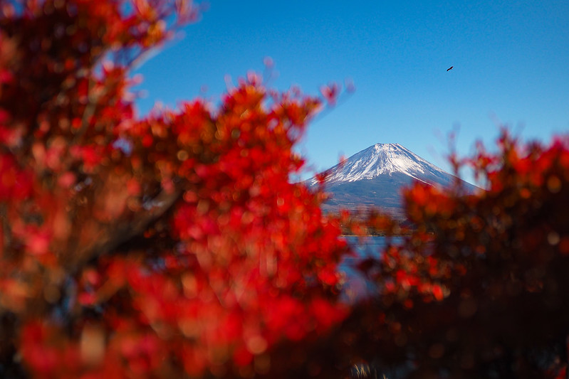 富士山紅｜Fujisan