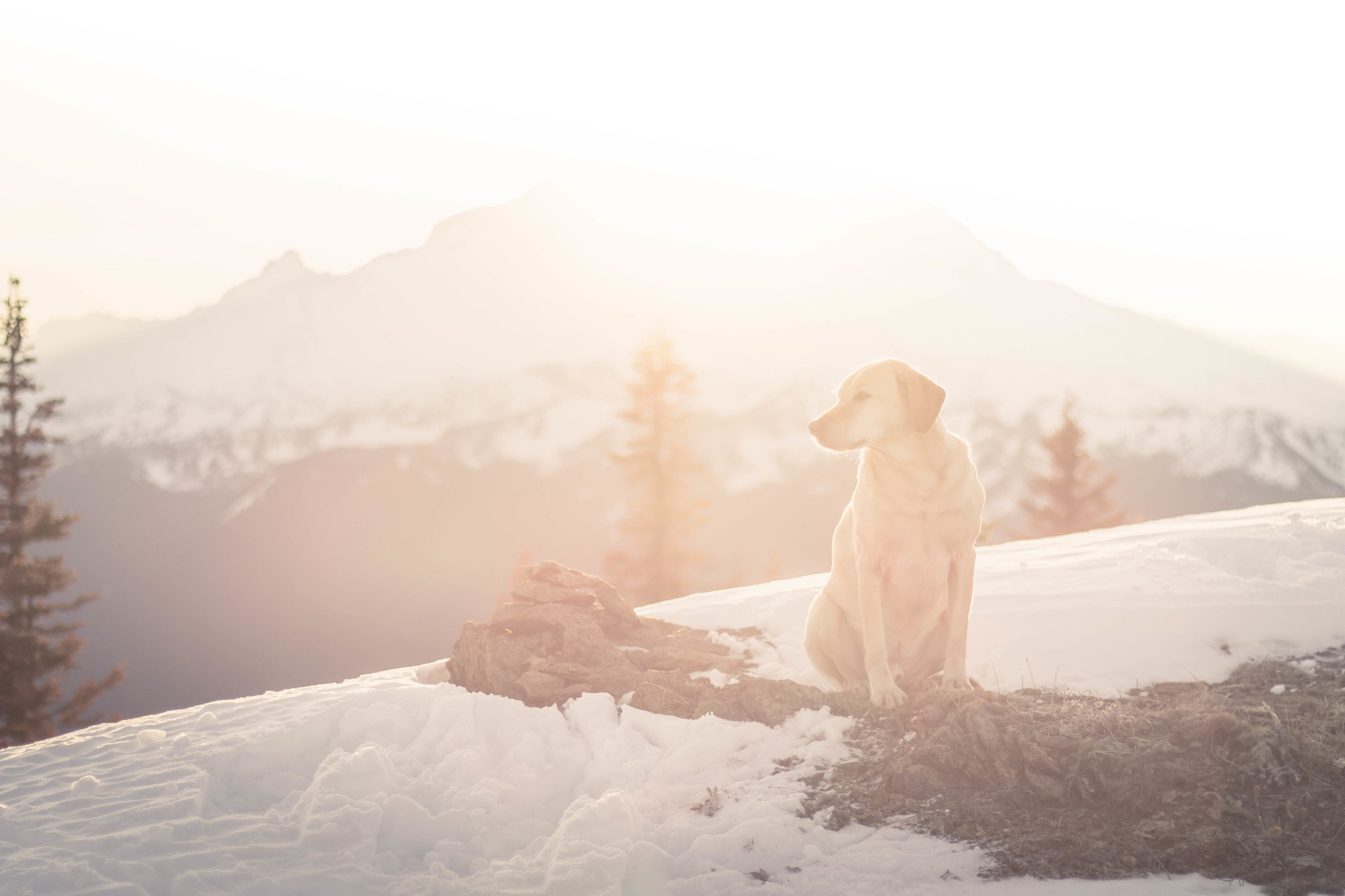 Summit dogs on Mutton Mountain