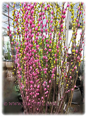 Salix discolor (American Pussy Willow, American Willow, Large Pussy Willow, Pussy Willow, Glaucous Willow) with its buds is a favourite flower for the Lunar New Year, 5 Feb 2013