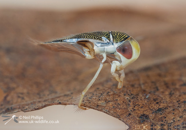 Lesser water boatman 16 image stack