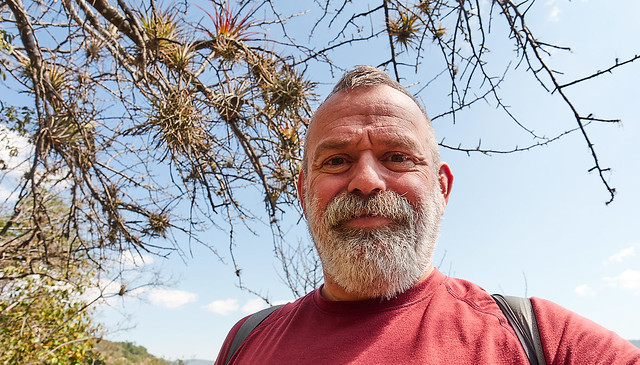 Bromeliads in the trees (and me)