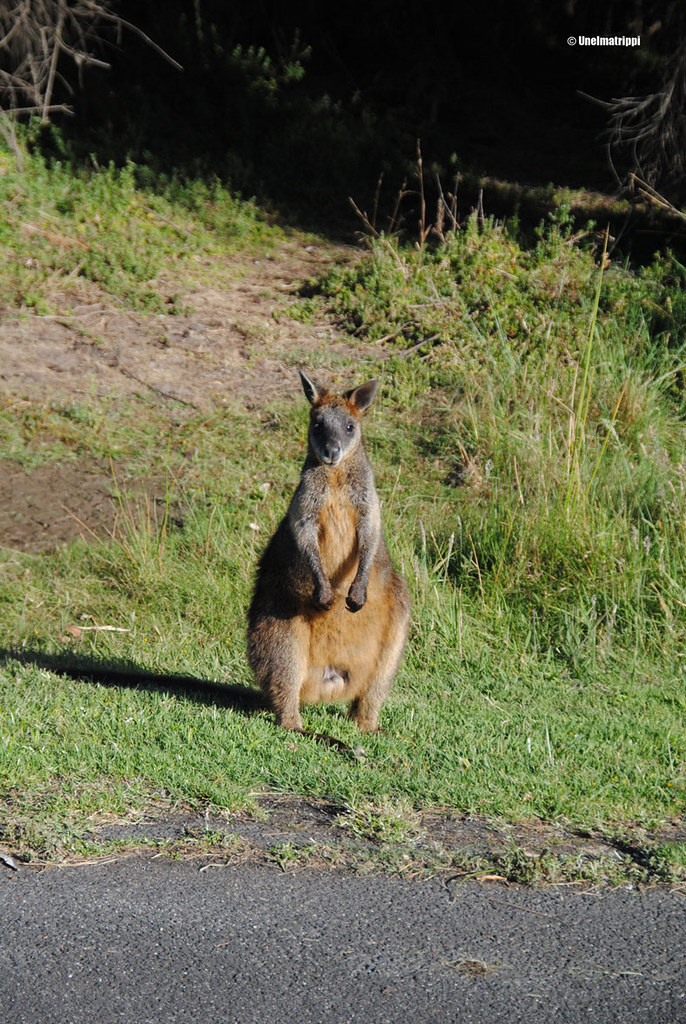 Kenguru Phillip Islandilla Australiassa