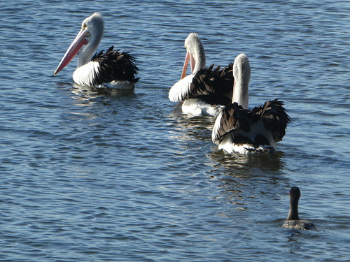 pelican malo birds