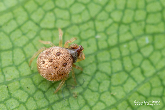 Sesame seed comb-footed spider (Phoroncidia sp.) - DSC_2248