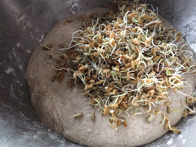 Mixing sprouted rye berries