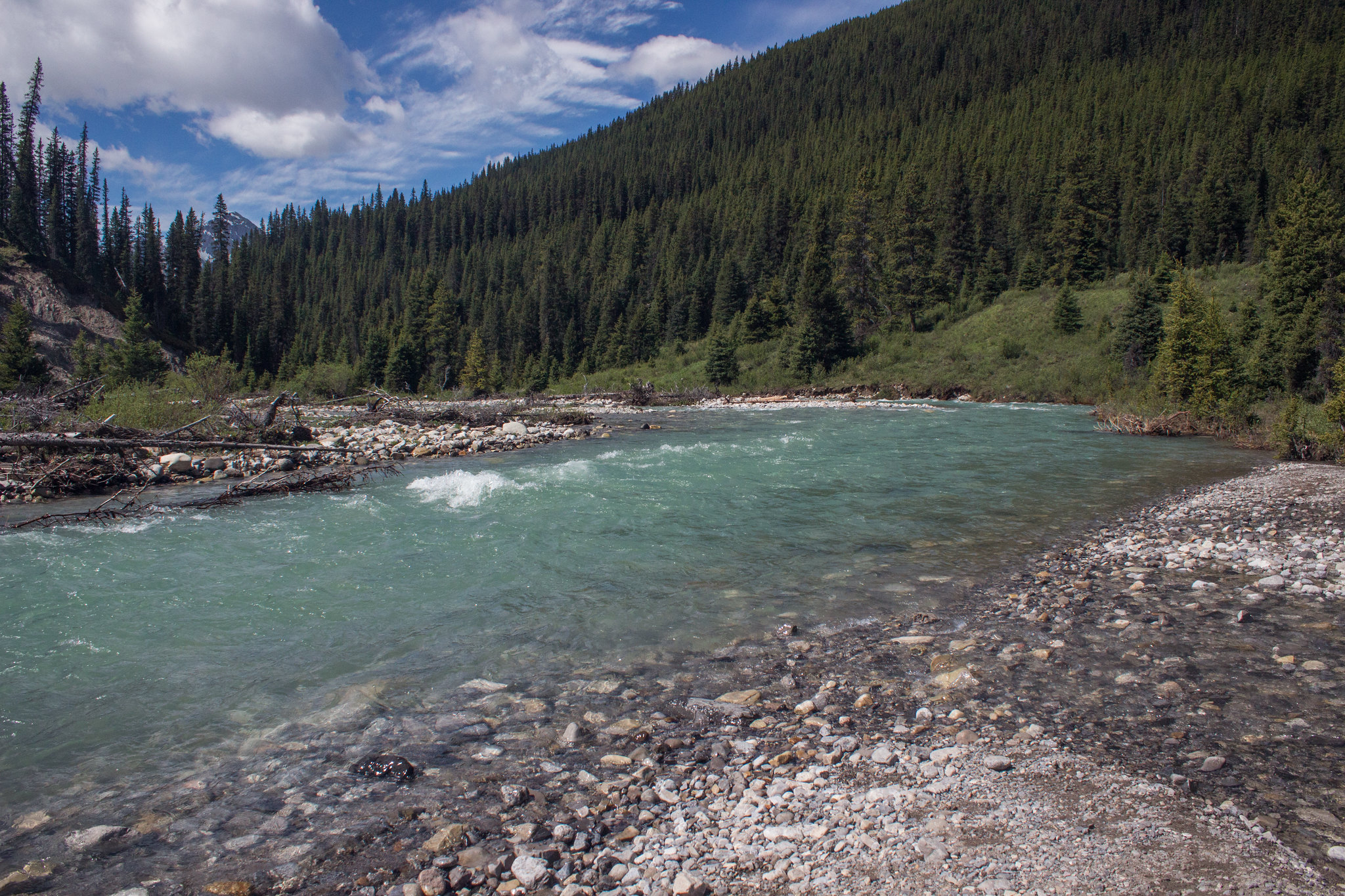 Alpine meadow, johnston canyon and the inkpots