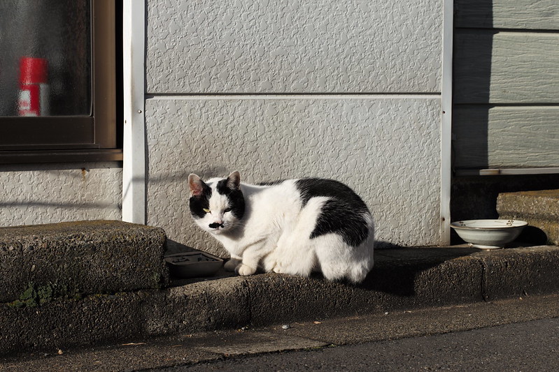 Leica M TYP240+Leica Elmarit 90mm f2.8上池袋線路沿いの路地の猫。食事中の黒ブチ