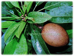 Evergreen foliage and edible fruit of Manilkara zapota (Sapodilla, Sapote, Naseberry, Chicle Gum, Chiku in Malay), 22 Dec 2017
