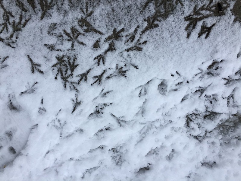 Blackbird footprints
