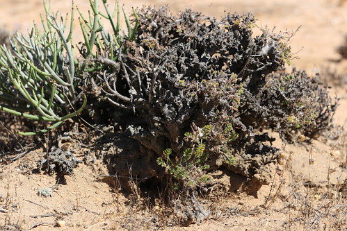 Pelargonium alternans in habitat