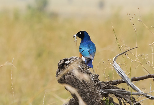 tanzania2017 africa tanzania nserengeti birds passeriformesperchingbirds starlingssturnidae flickr mararegion