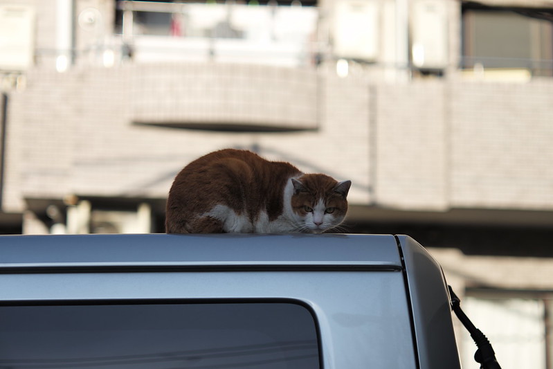 Leica M TYP240+Elmarit 90mm f2.8西池袋の猫。茶白