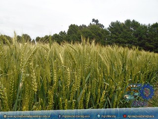 Ensayo de distintas variedades de trigo 