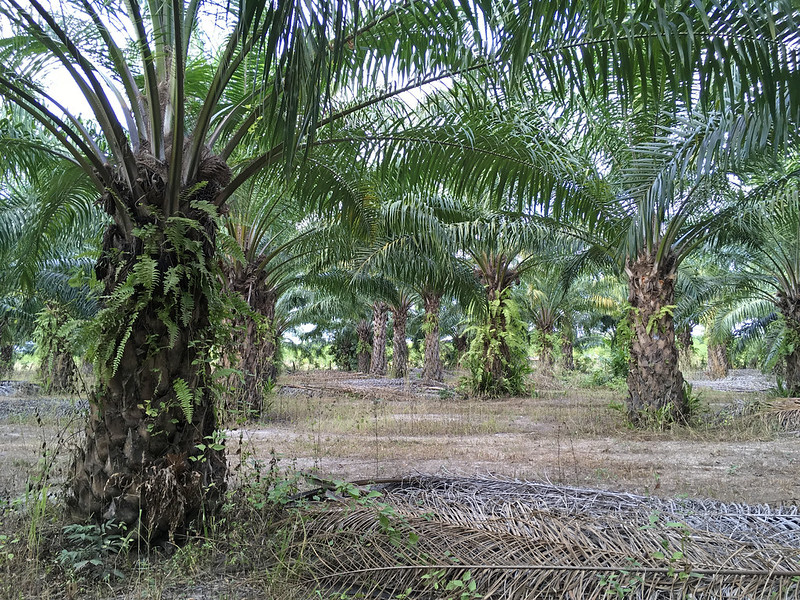 Elaeis guineensis Jacq. Arecaceae Palmae-oil palm, ปาล์มน้ำมัน
