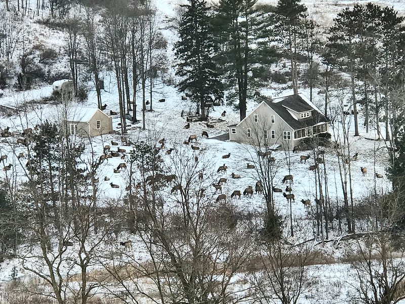 Elk herd in Pennsylvania