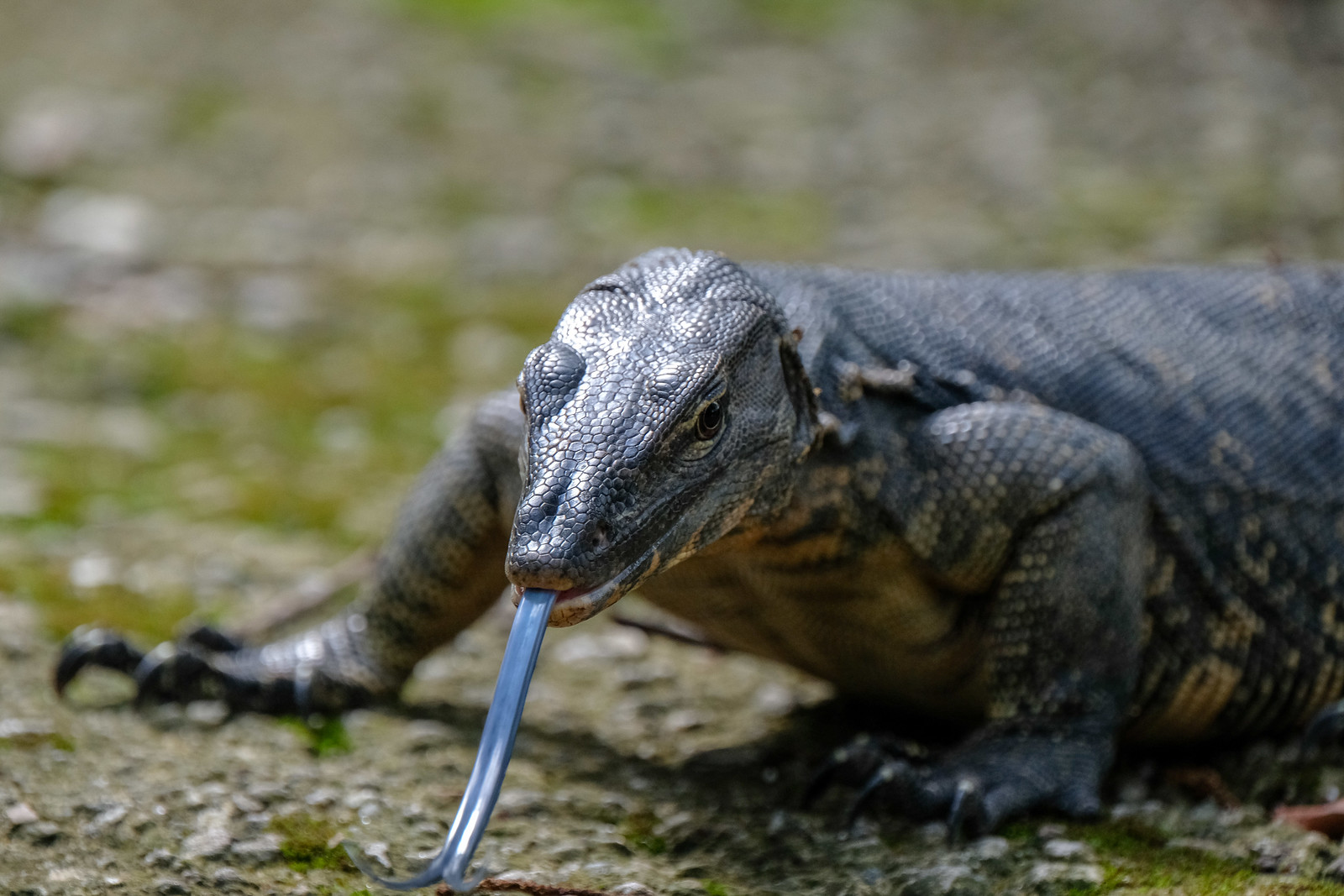 Malayan Water Monitor Lizard_DSCF6186
