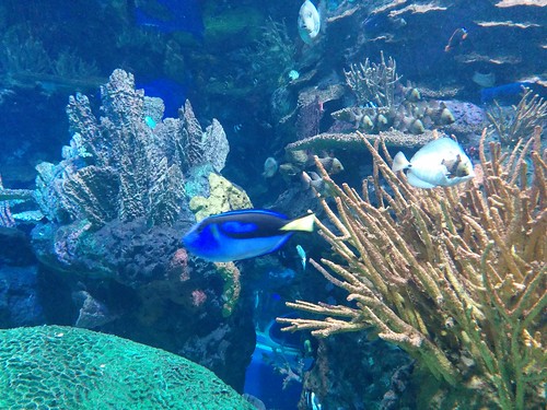 Coral reef fish (3) #toronto #ripleysaquarium #aquarium #fish #coralreef #latergram