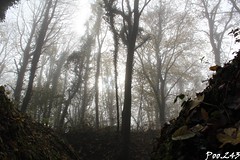 Dans la brume - Photo of Aubréville