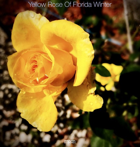 Yellow Rose Of Florida Winter - IMRAN™