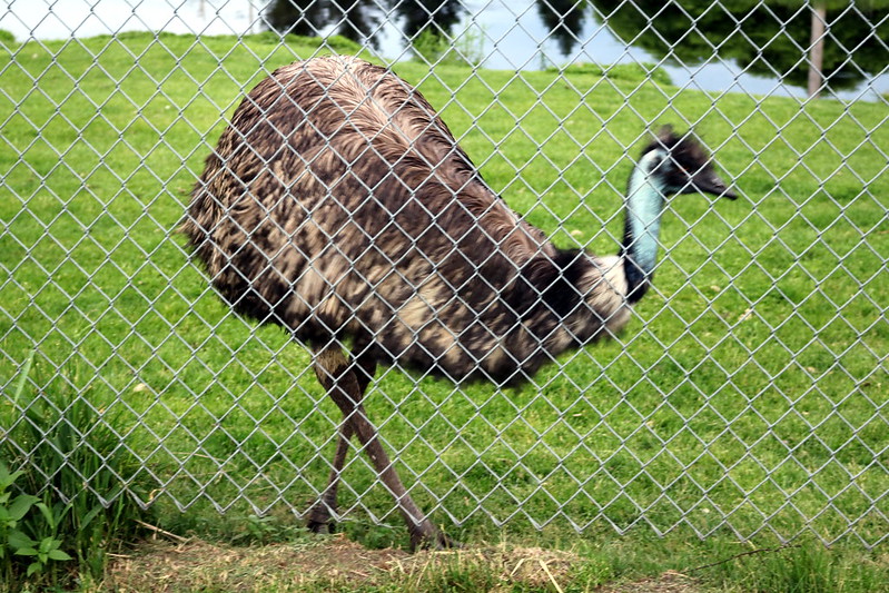 emu behind a wire fence