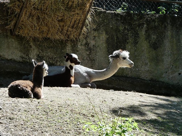 Alpaka, Zoo Brno