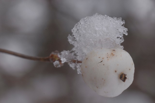 Snow on Snow Berry