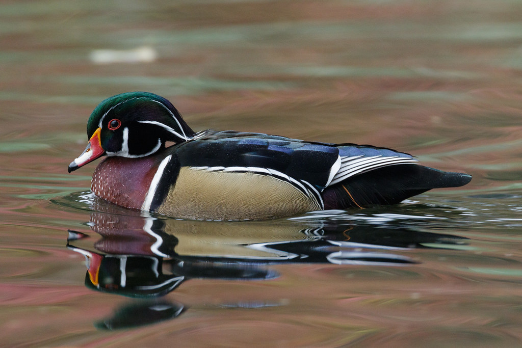 A male wood duck swims on a fall day at Crystal Springs Rhododendron Garden in Portland, Oregon
