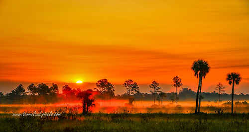 fog trees sun sunrise dawn morning nature weather landscape pineglades naturalarea pinegladesnaturalarea jupiter florida usa outdoors greatoutdoors