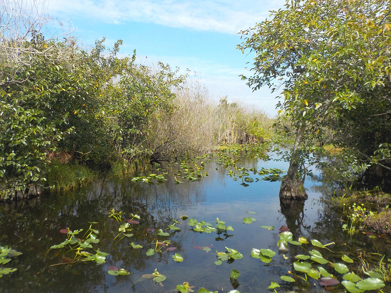 Everglades 10