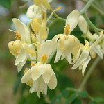 Moringa oleifera flowers