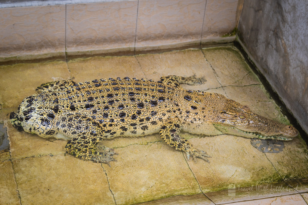 Tailless Crocodile, Teluk Sengat Crocodile Farm