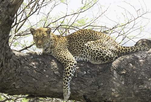 africa tanzania nserengeti tanzania2017 mammalsmammalia carnivorescarnivora catsfelidae flickr mararegion
