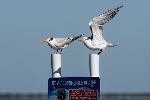 Merritt Island NWR: Twin Terns, Royal