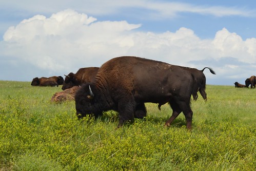 bison blackhills buffalo southdakota windcavenationalpark