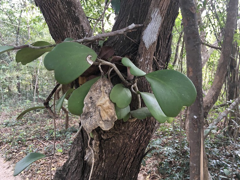 Hoya kerrii Craib Asclepiadaceae (Apocynaceae)-sweetheart plant, luck heart 3