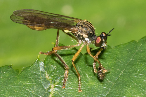 Small Yellow-legged Robberfly - Dioctria linearis 31-07-17
